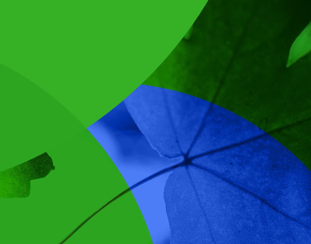Media Placeholder