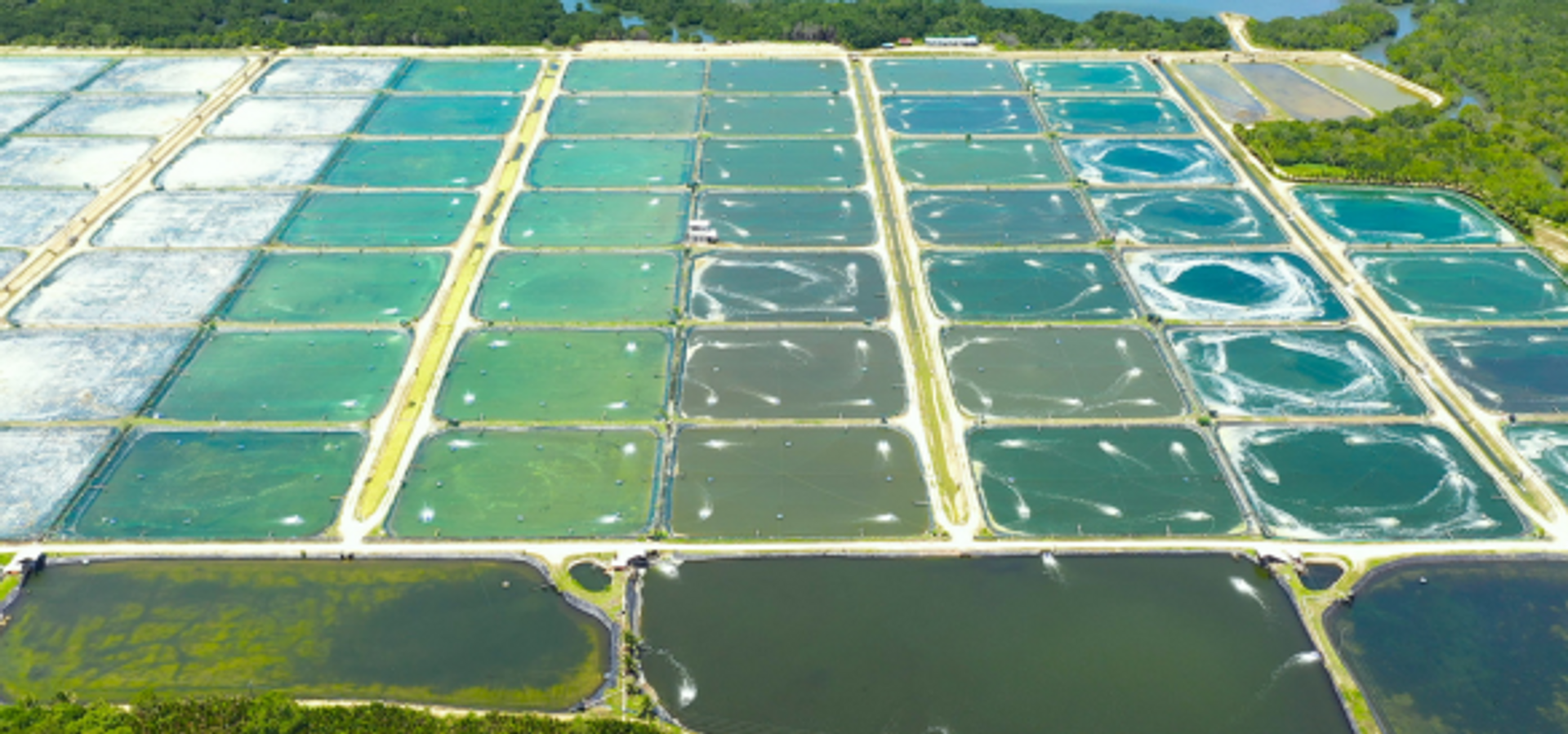 NEW: All Purpose Wastewater Treatment for Aquaculture