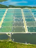 NEW: All Purpose Wastewater Treatment for Aquaculture